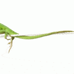 Estrategias SEO: El Long tail puede salvar tu web