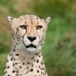 Cómo afecta la velocidad de carga al tráfico móvil